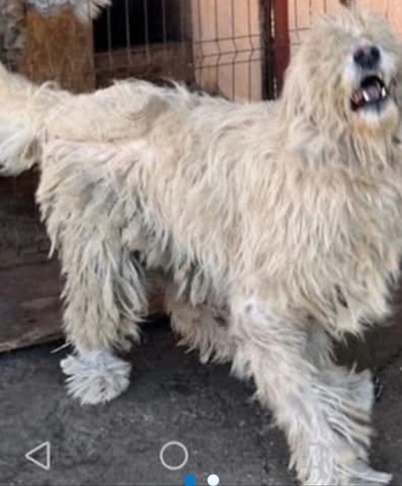 Donatie in Dâmbovița