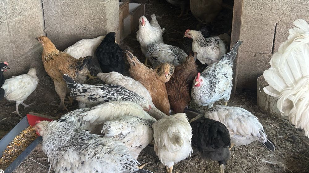 Продам курей и цыплят