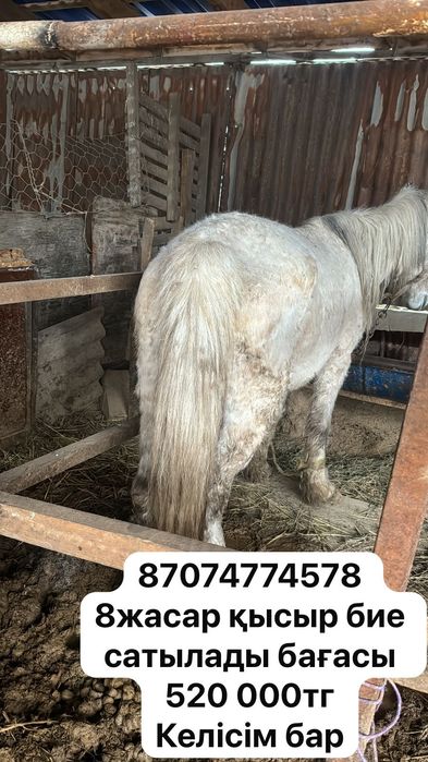 Тай ,бие сатылады