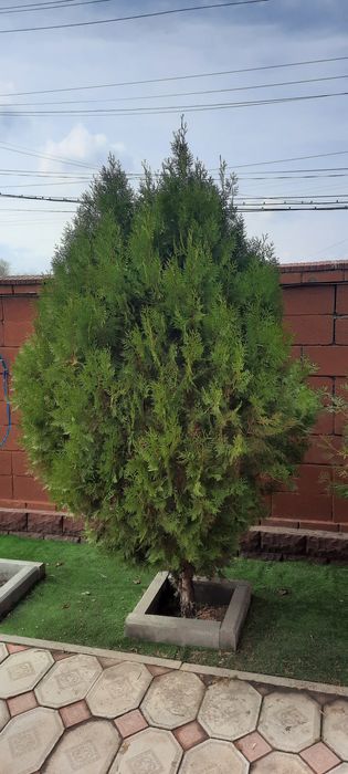 Продам два дерева туя
