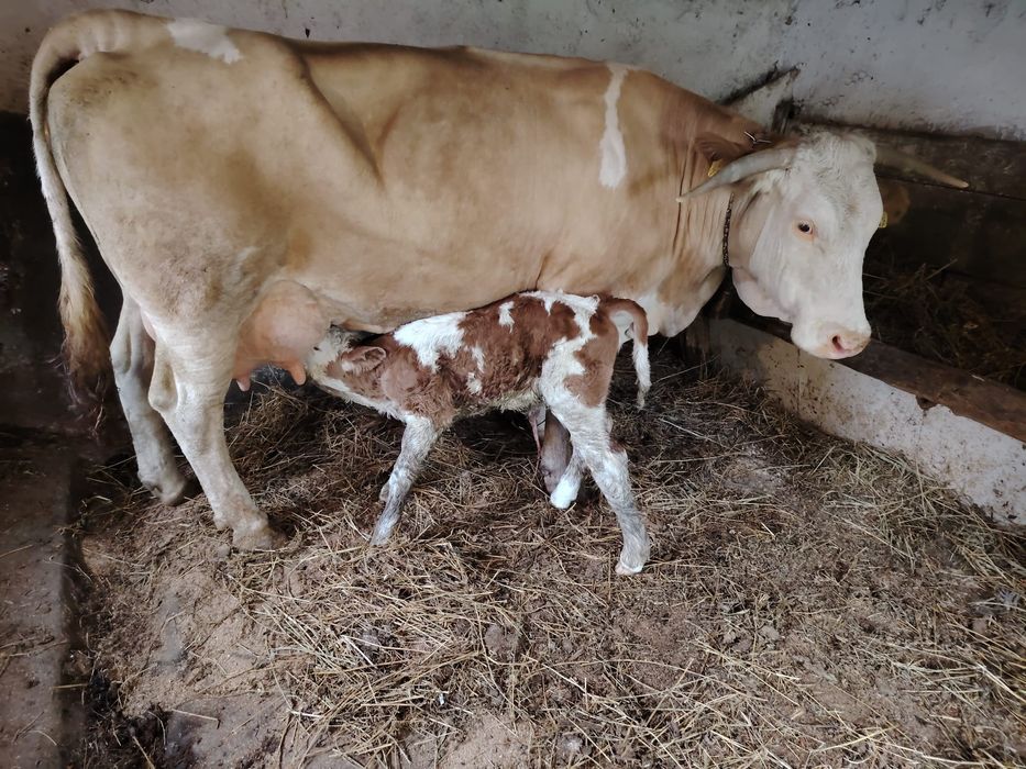 Se vinde vaca bună  cu vitel se