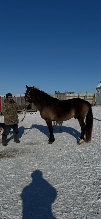 Продам жеребца тяжеловоз