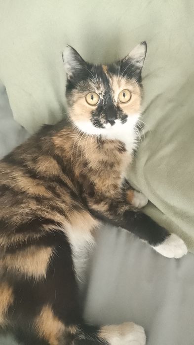 Срочно! Отдам котят,мышеловки.