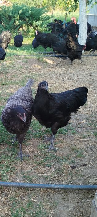Găini și Cocosi Australorp 2026