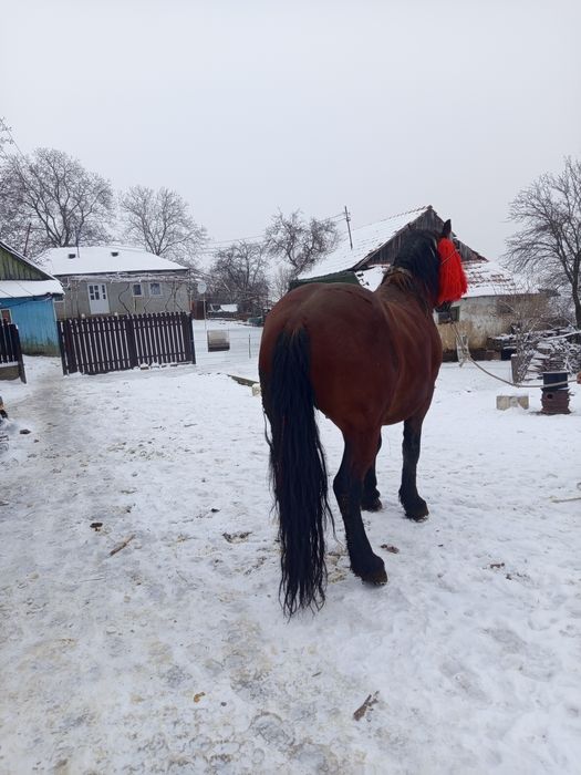 Schimb armăsar cu iapă