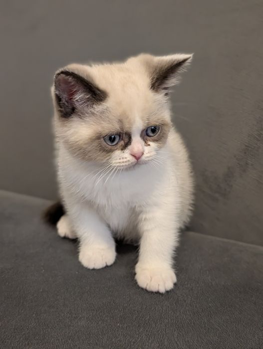 Motănel  British Shorthair Color Point
