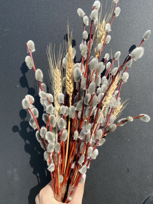 Верба красная разной длины