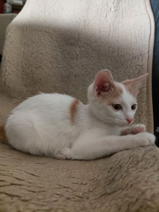 Котенок , девочка , отдаем