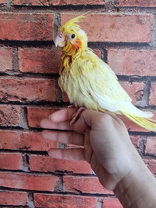 Puiutii de papagali vorbitor micul și marele Alexander