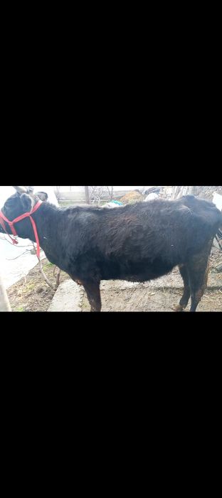 Boʻgʻoz 2-tugʻishiga 8-oyli