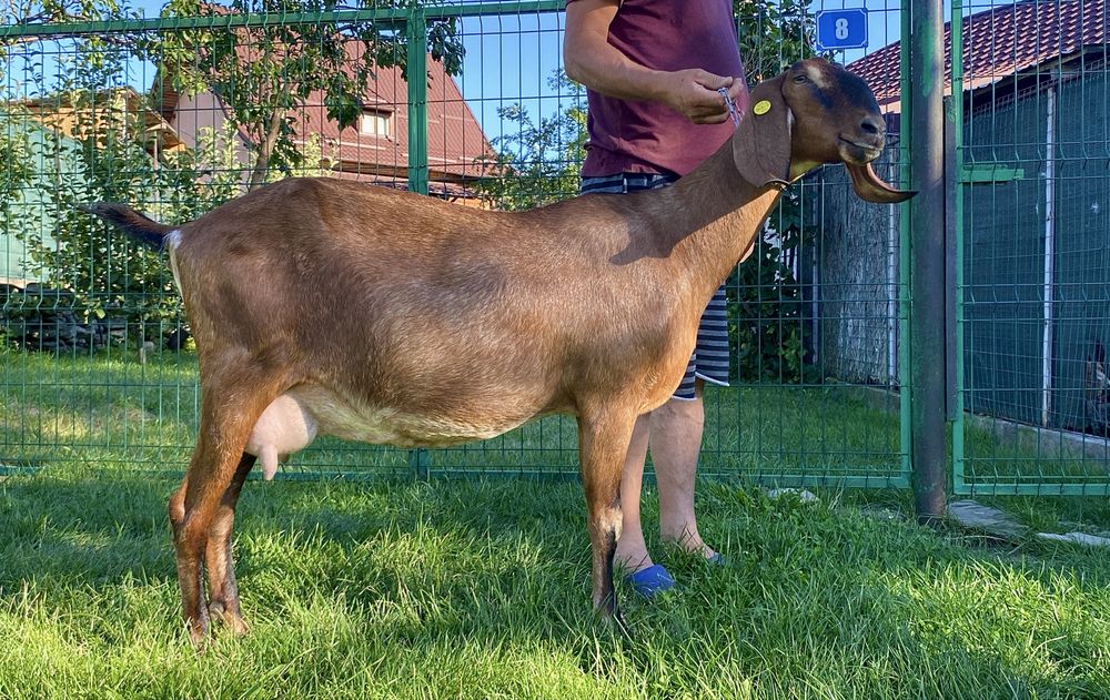 Tap Anglonubian cu pedigree 8 luni