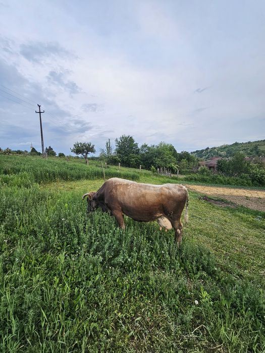 Vand vaca cu lapte, fatata de 3 luni