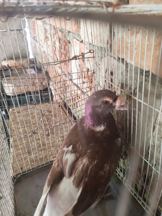 Disponibili porumbei
