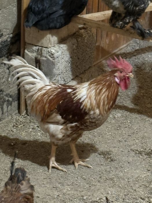 Хорозла сотилади