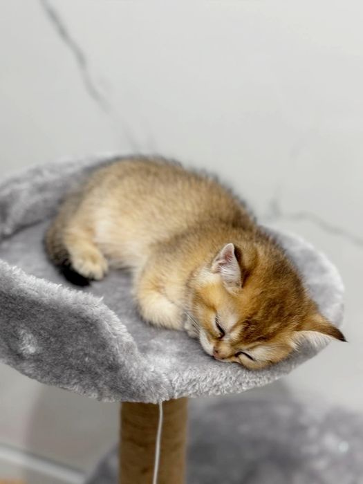 коТики и КошеЧки БриТансКие.