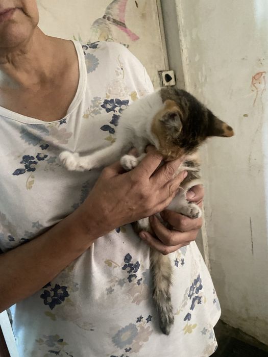 Отдаю котенка девочку. Месяца 3 от роду.