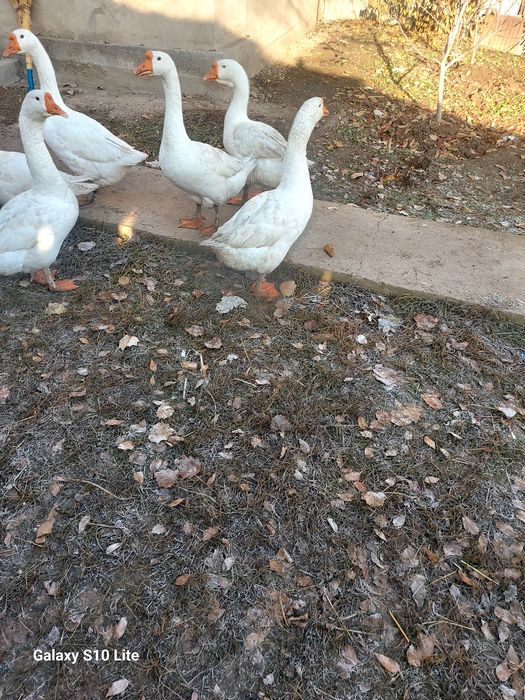 Продам больших гусей