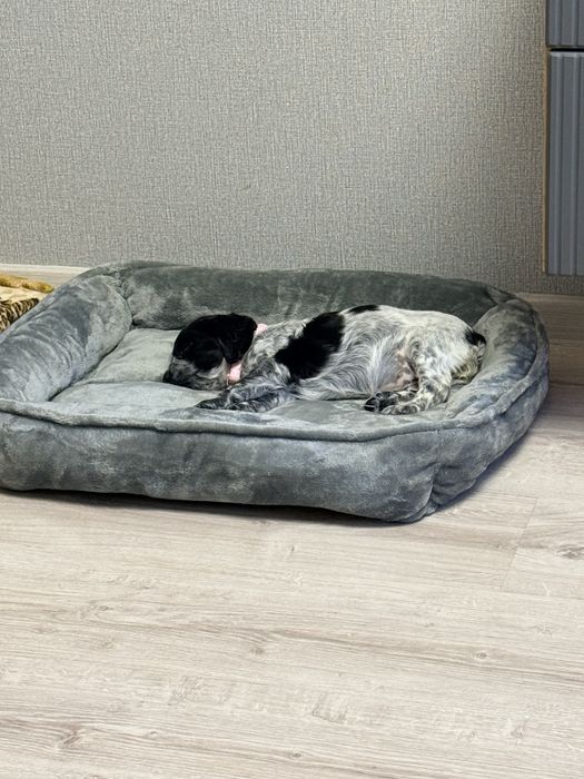 Спаниель Русский охотничий