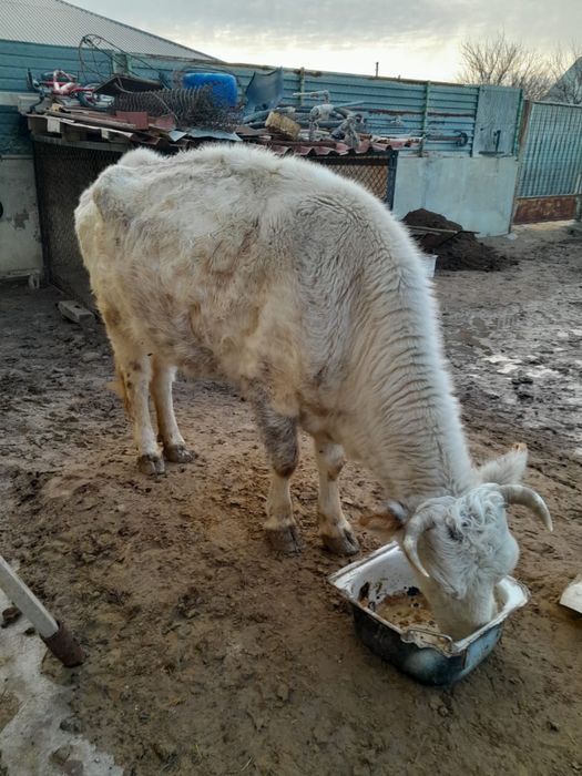 Сиыр сатылады 4 туган