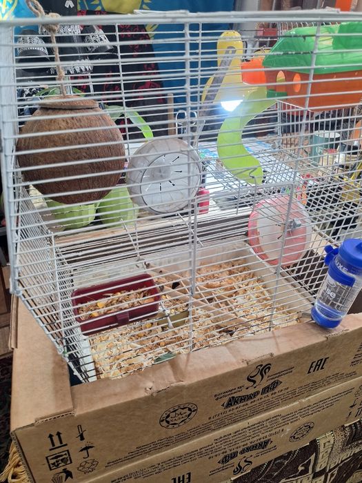 Продам сирийских хомячков))