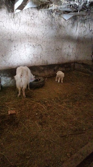 Заненски сүтті ешкі сатылады