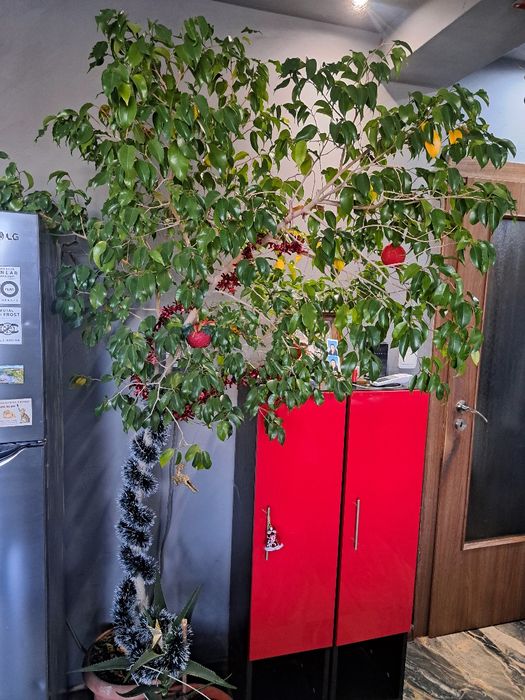 Бенджамин .Финикова палма Юка