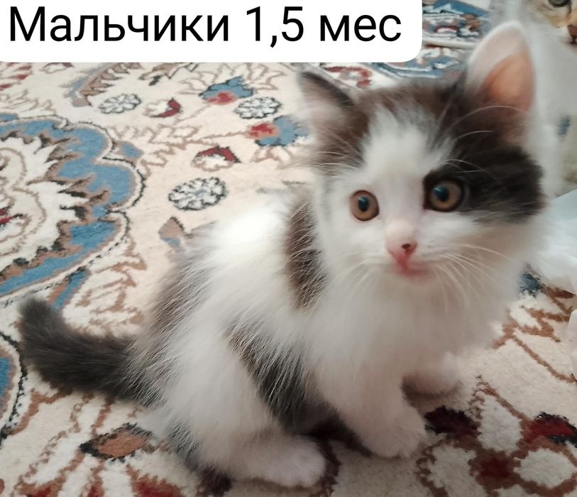 Отдам котят в дар