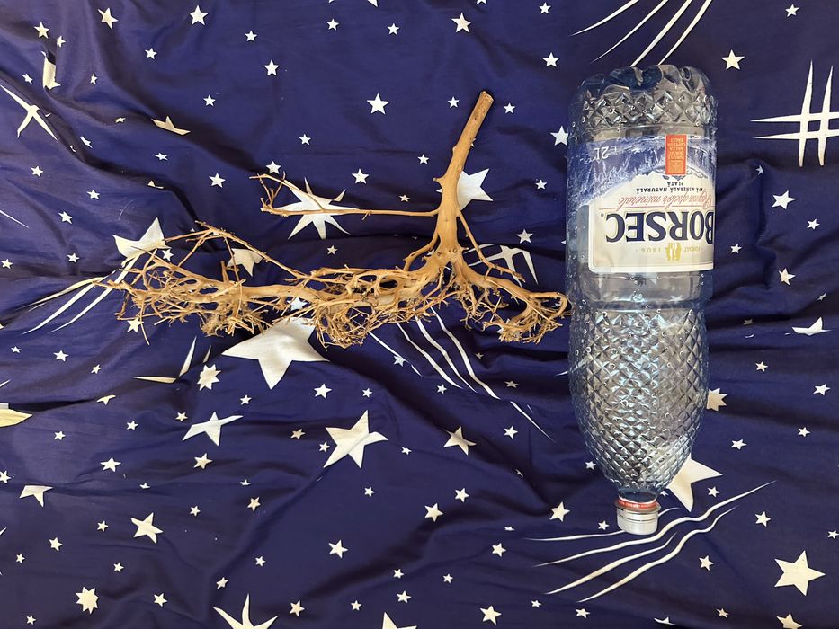 Bonsai acvaristica acvariu