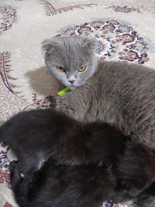 Шотландские котята