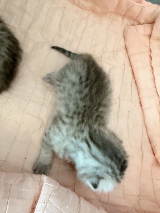 Британские вислоухие котята