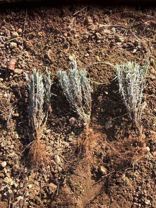 Butași de lavandă 1 an cantități mari