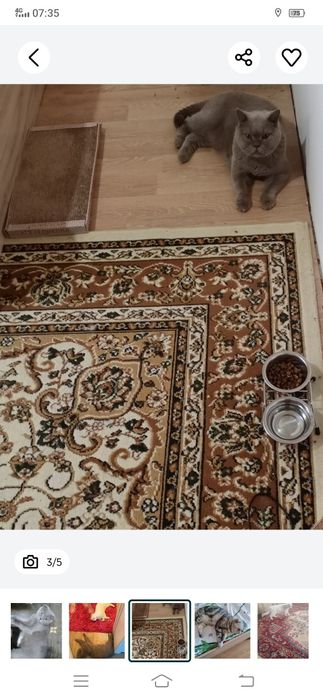 Передержка домашних животных