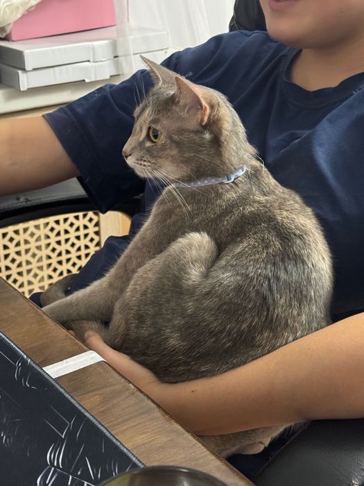 Кошка пародистая