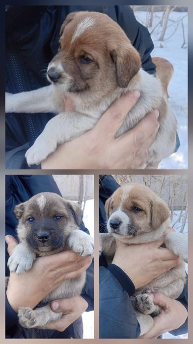 Щенким ищут  дом