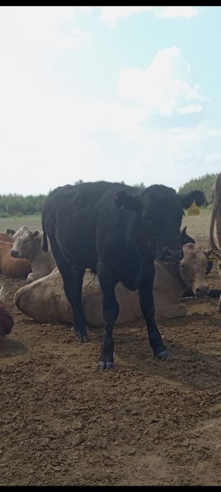 Продам подсосных телят