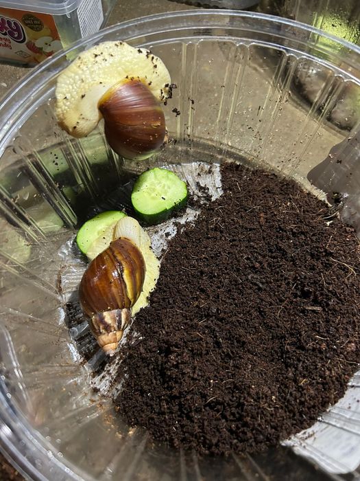 Улитка ұлу. Пайдалы емдік ұлу