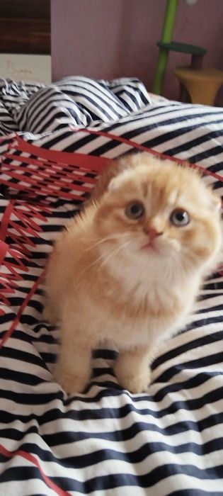 Златни чинчили шотландски котенца