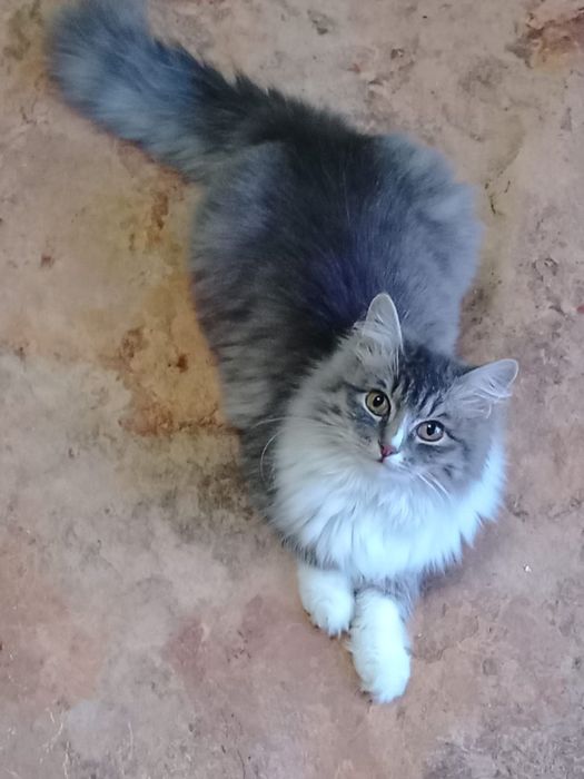 Отдам котёнка в добрые руки