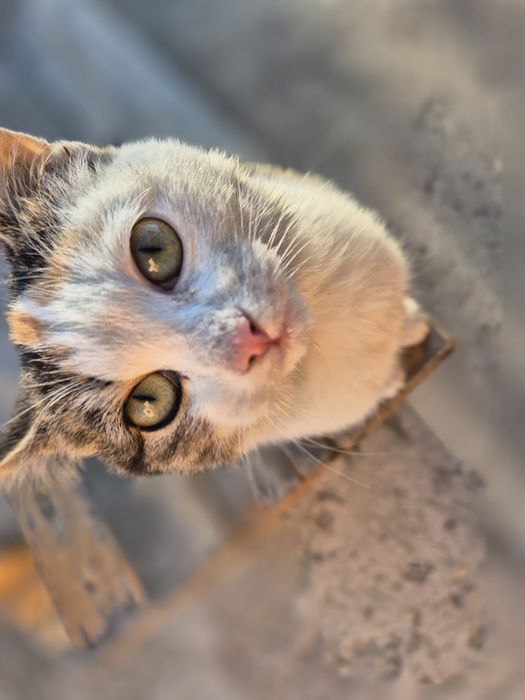 Потерялась кошечка