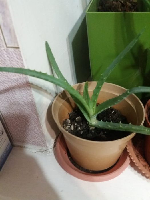 Продам алое  3 годичные