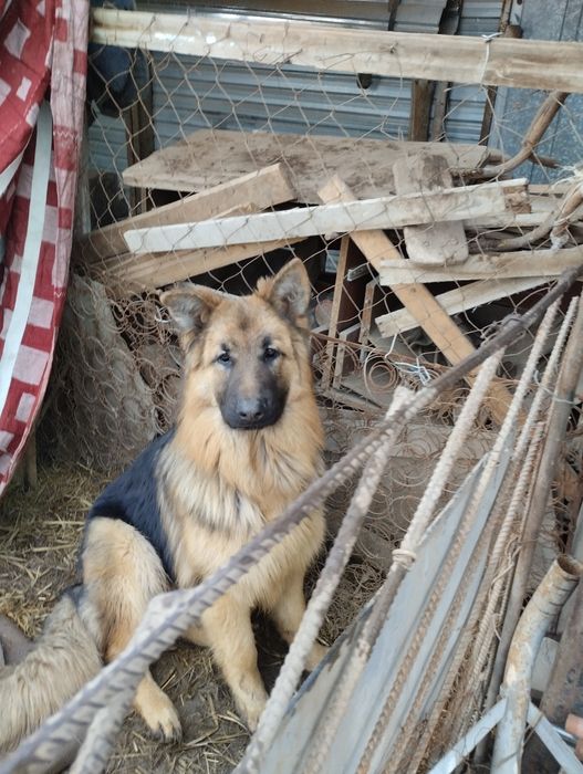 Европейски 9айлық күшік