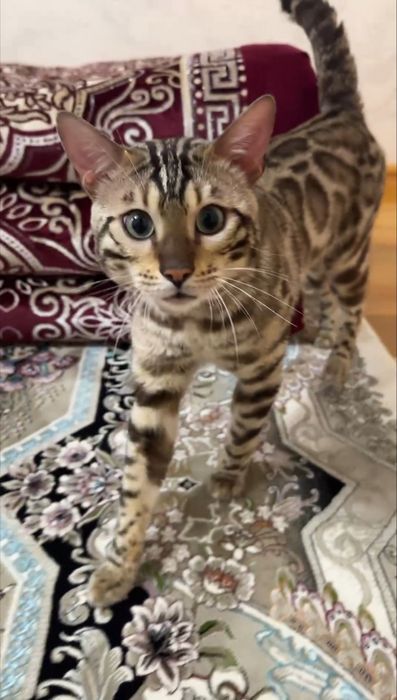 бенгальская порода