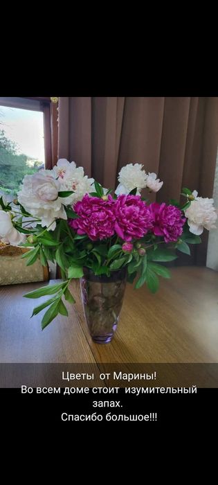 Продам саженцы пиона