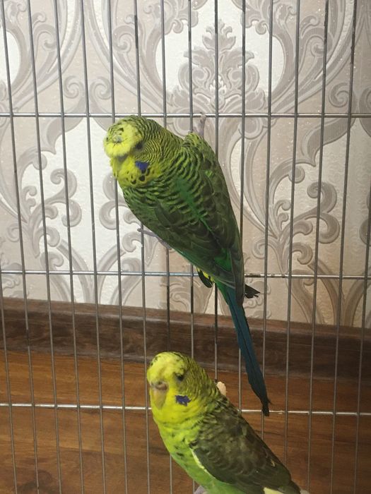 Papugay toti qush perevaznoy qora qanot