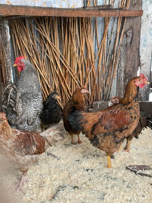 Петухи Плимутрок