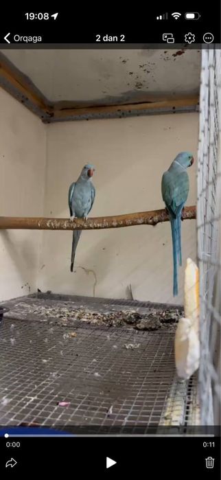 galuboy ajereliya sotiladi