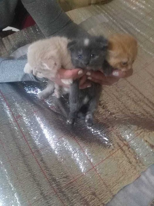 Котенок. Вислоухие котята девочки