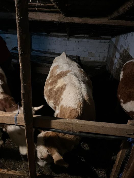 Vând vaci bălțate