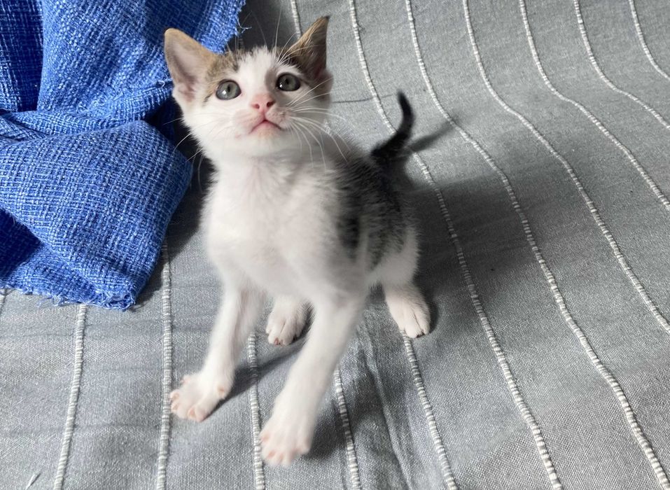 Морско котенце си търси дом!