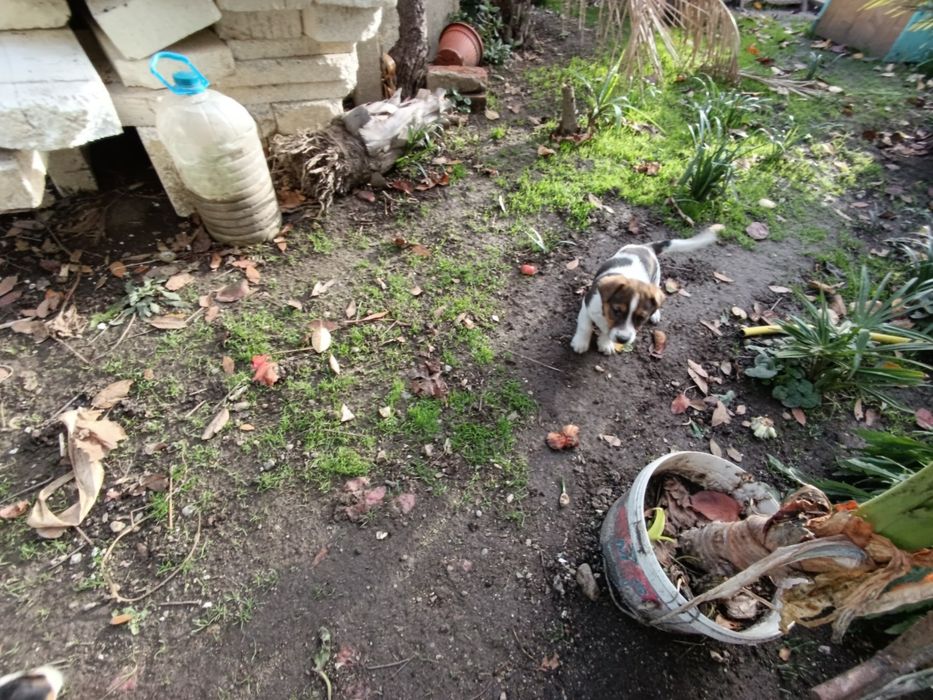 Продавам кученца Джак ръсел. Родени на13.10.2025